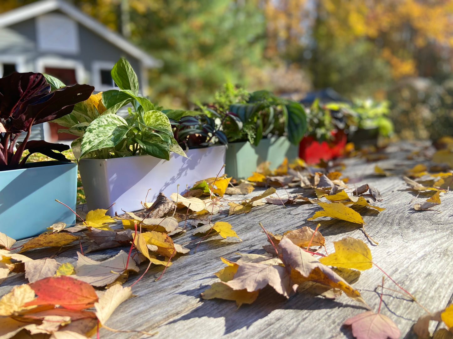 Window planter box